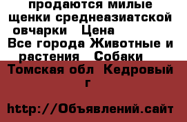 продаются милые щенки среднеазиатской овчарки › Цена ­ 30 000 - Все города Животные и растения » Собаки   . Томская обл.,Кедровый г.